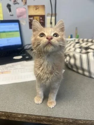 A baby small-sized male Domestic Medium Hair cat named Creamsicle for adoption in Madison, NJ