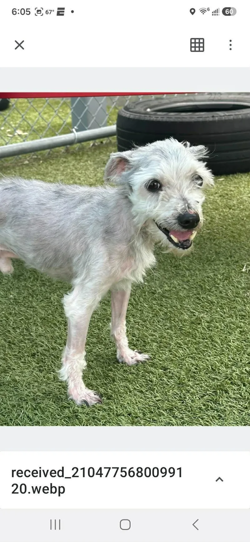 A senior small-sized male Shih Tzu dog named Petey for adoption in Holbrook, NY