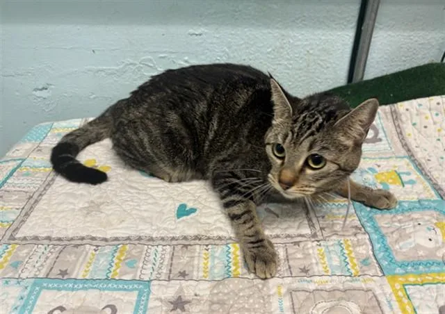 A young large-sized female Domestic Short Hair cat named Princess for adoption in Lancaster, CA