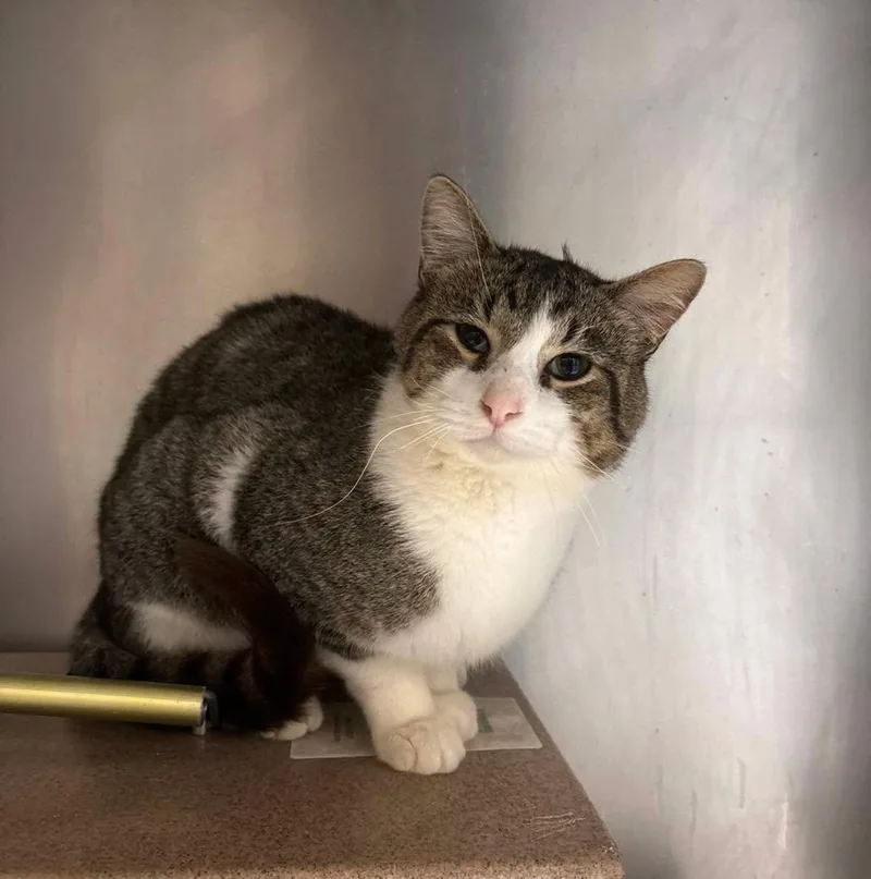An adult medium-sized male Domestic Short Hair cat named Arthur for adoption in Stillwater, OK