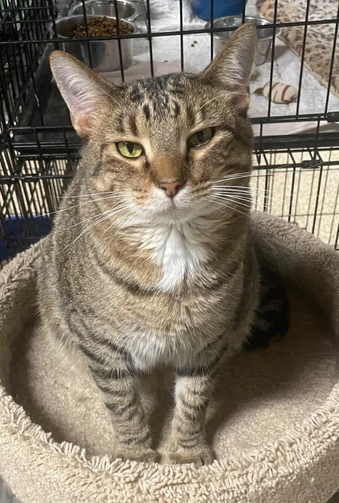 An adult large-sized male Domestic Short Hair cat named Atlas Bonded With Linus for adoption in Ballwin, MO
