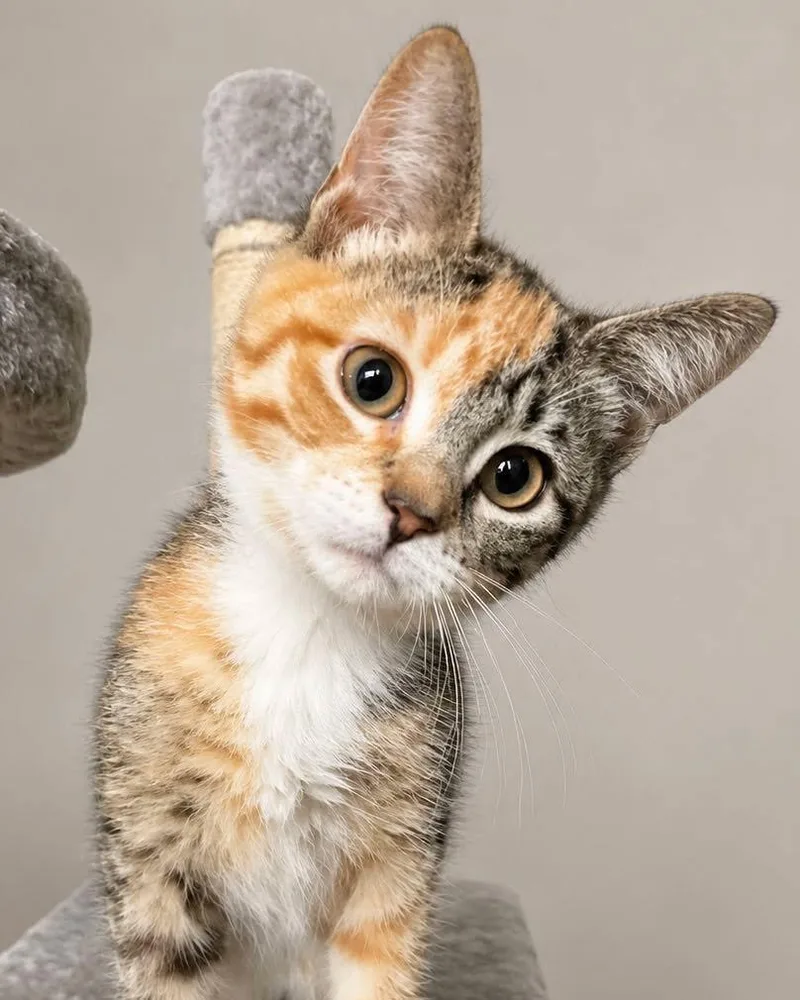 A baby medium-sized female Torbie Domestic Short Hair cat named Fig for adoption in Sioux Falls, SD