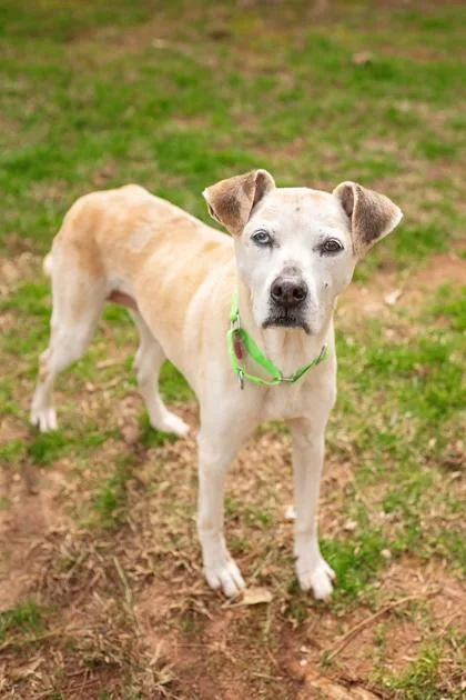 A senior medium-sized female Mixed Breed dog named Freckles for adoption in Atlanta, GA