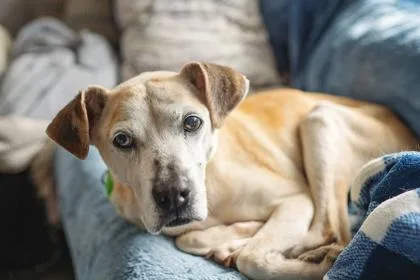 Freckles thumbnail 3