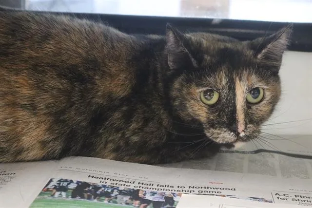 A young medium-sized female Domestic Short Hair cat named Tay Tay for adoption in Columbia, SC