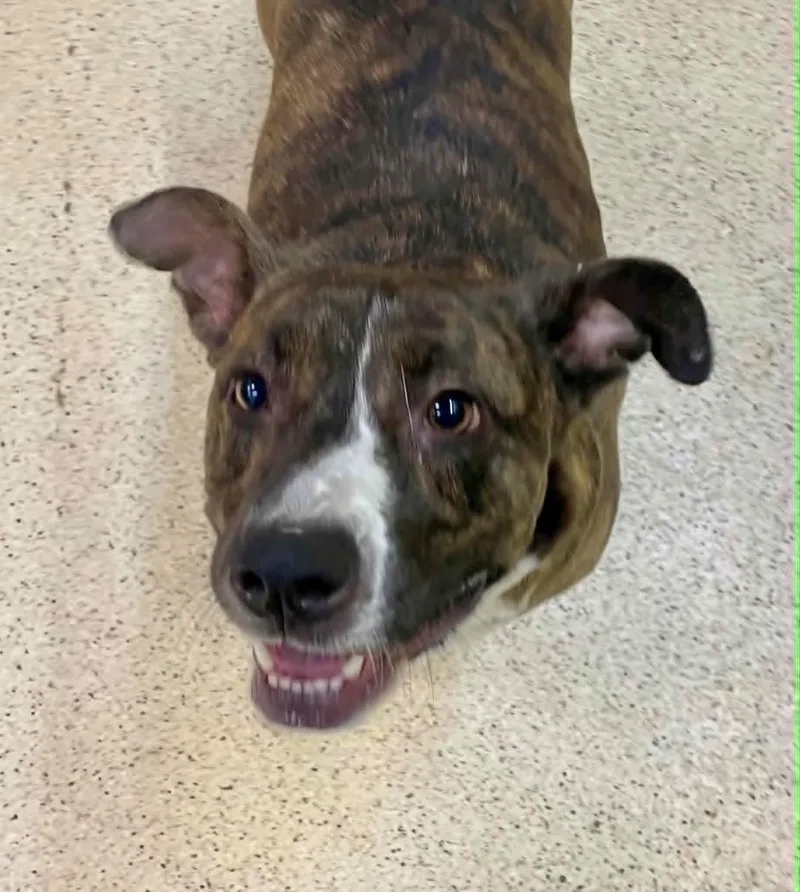 An adult large-sized male Terrier dog named Grover for adoption in Muncie, IN