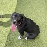A young medium-sized female Black Pit Bull Terrier dog named Midnight for adoption in Hilliard, OH