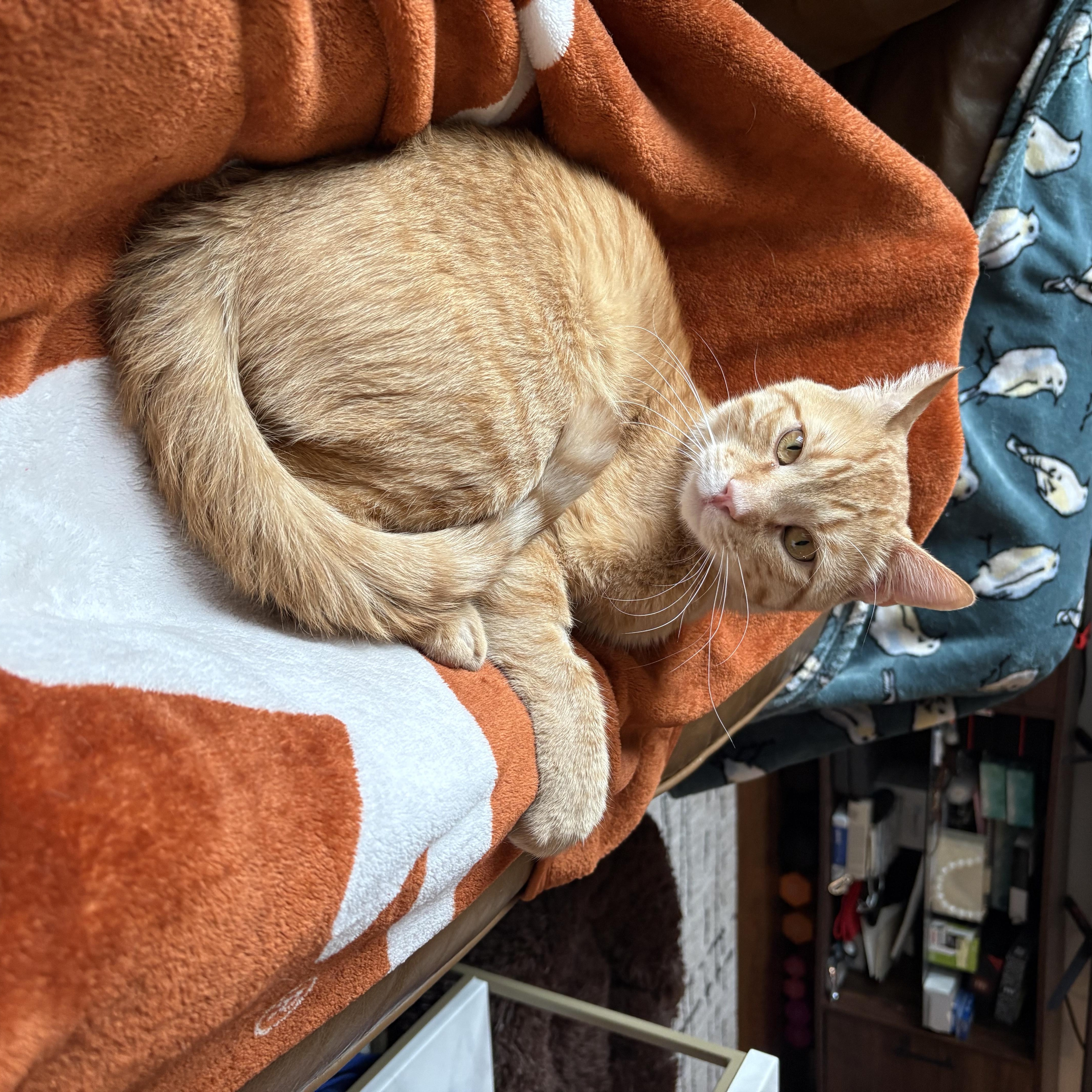 A young medium-sized male Orange / Red Domestic Short Hair cat named Angel Saunders for adoption in New York, NY