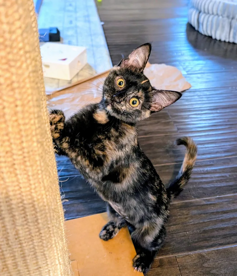 Penelope & Tyson Bonded