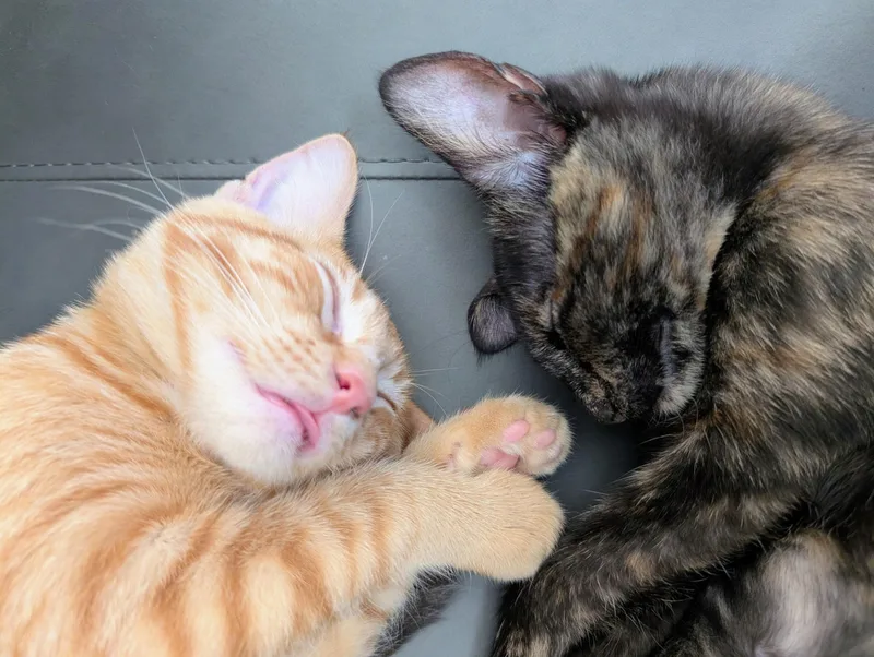 Penelope & Tyson Bonded thumbnail 2