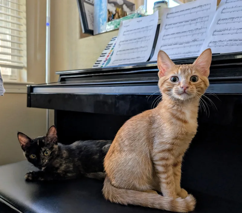 Penelope & Tyson Bonded thumbnail 3