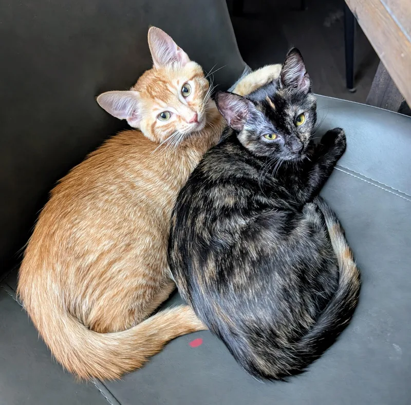 Penelope & Tyson Bonded thumbnail 5
