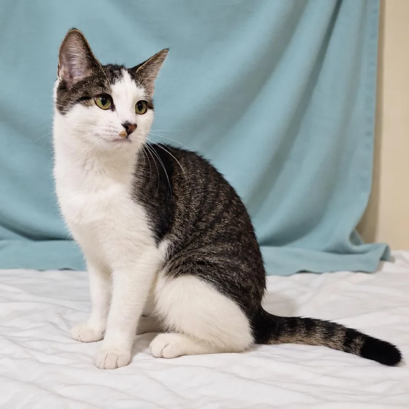 A baby medium-sized female Brown / Chocolate Domestic Short Hair cat named Tasha for adoption in Traverse City, MI