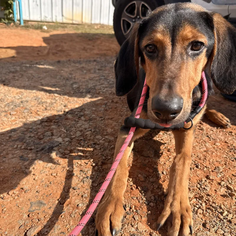 A young medium-sized male Black Hound dog named Atlas for adoption in Columbia, SC