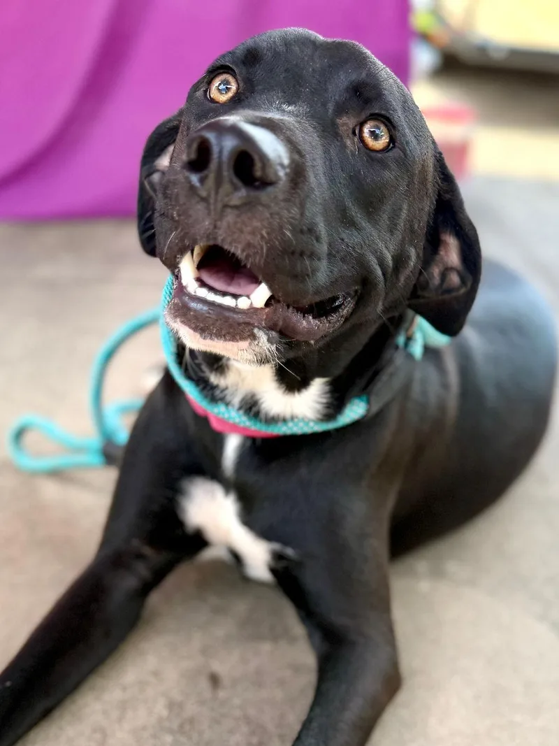 A young medium-sized male Black Mouth Cur dog named Diesel for adoption in Livingston, TX