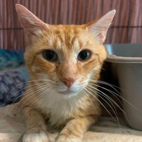 An adult large-sized male Domestic Short Hair cat named Bugs Bunny Meet me for adoption in Buffalo, MN