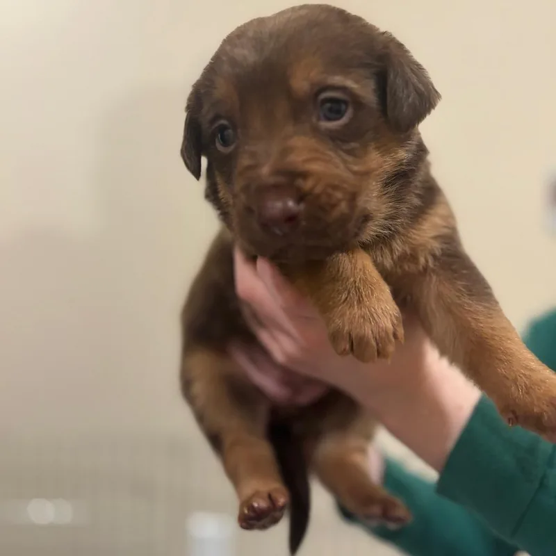 Blackberry Jelly thumbnail 2