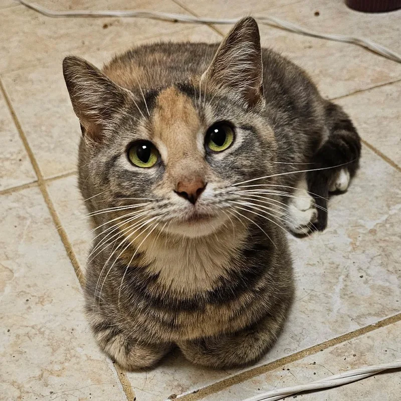 An adult medium-sized female Tabby (Buff / Tan / Fawn) Domestic Short Hair cat named Lucille for adoption in Columbia, MO