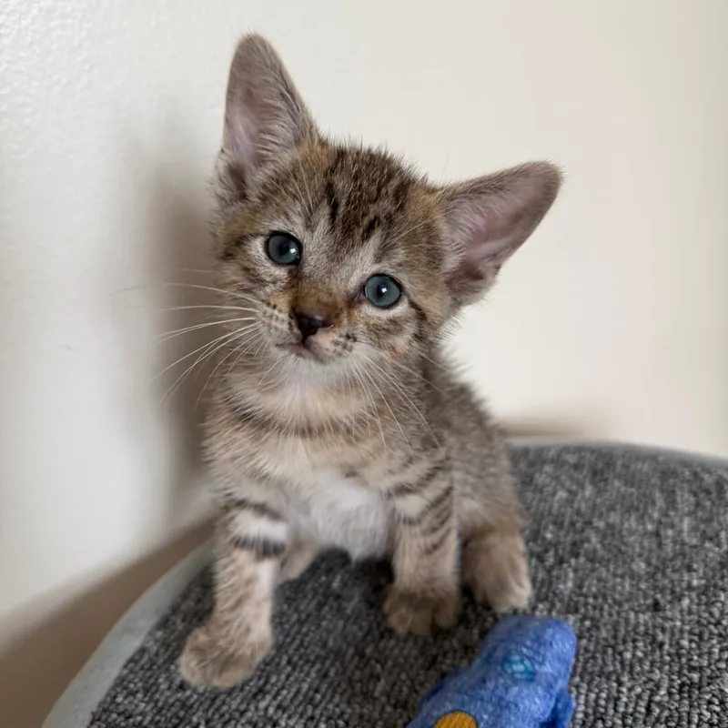 A baby small-sized male Brown / Chocolate Domestic Short Hair cat named French Fry for adoption in Middle Village, NY