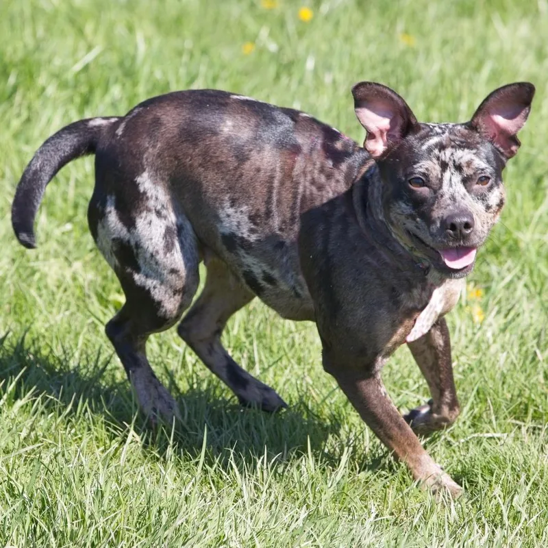 A young medium-sized female Gray / Blue / Silver Cattle Dog dog named Royal for adoption in South Elgin, IL