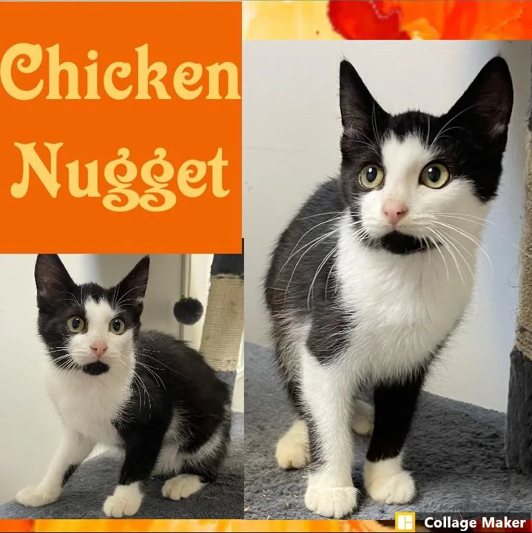 A baby medium-sized male Domestic Short Hair cat named Chicken Nugget for adoption in Clearfield, PA