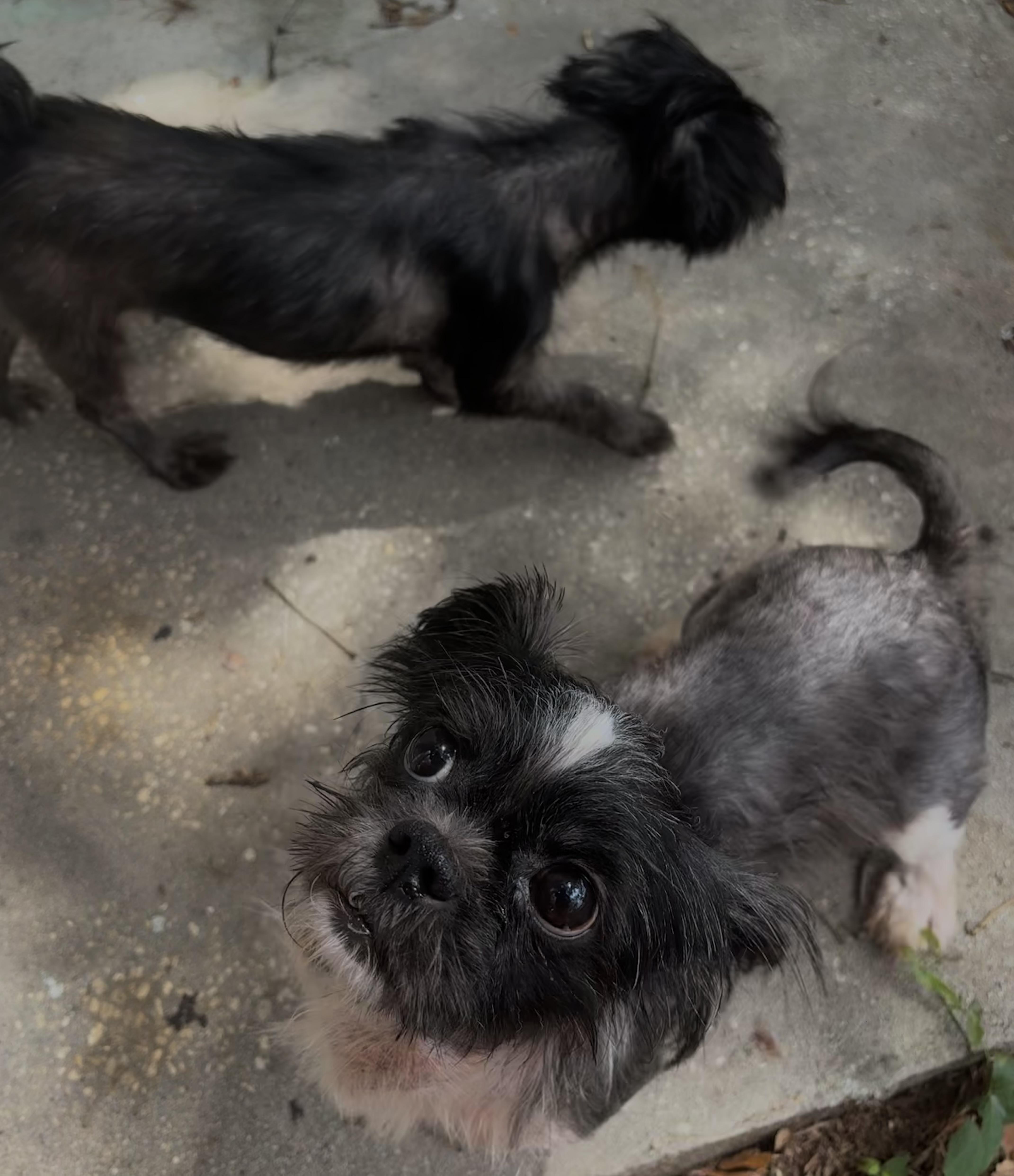 Gizmo