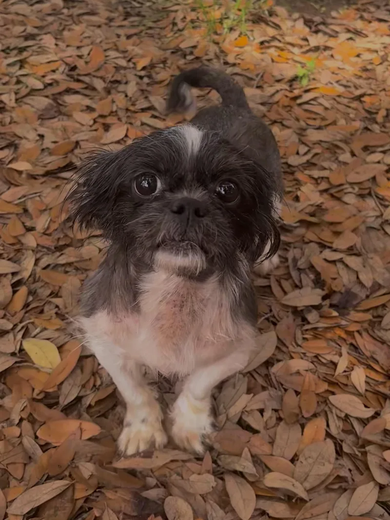 Gizmo thumbnail 2