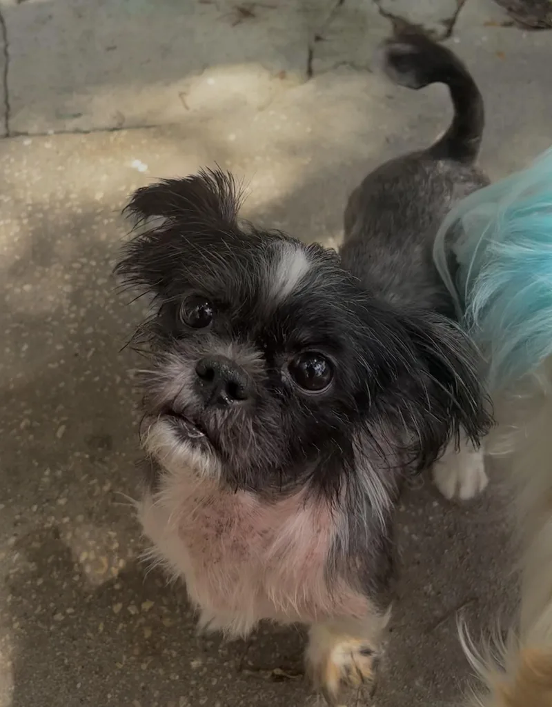 Gizmo thumbnail 3