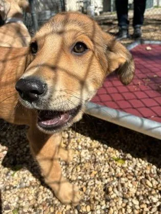 A baby medium-sized male Catahoula Leopard Dog dog named Cocoa for adoption in West Chester, PA