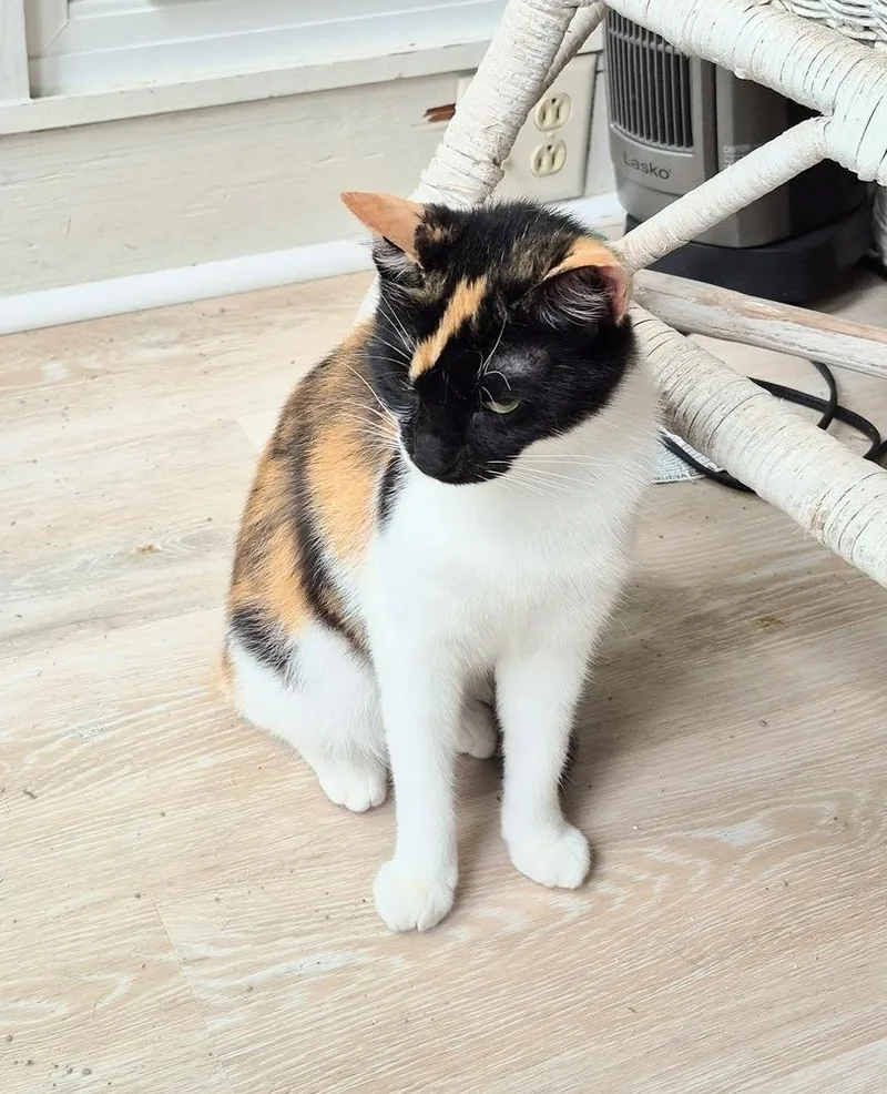 A young small-sized female Domestic Short Hair cat named Phoenix for adoption in South Bend, IN