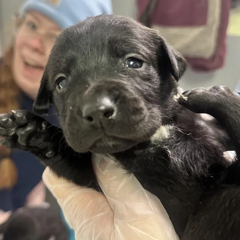 Dana Evans thumbnail 2