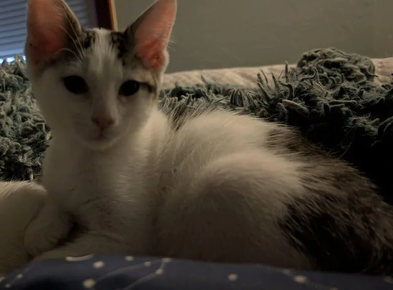 Biscuit thumbnail 5