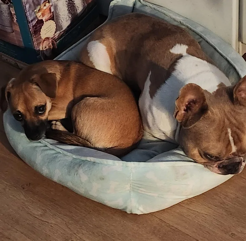 A young medium-sized male French Bulldog dog named Cranny for adoption in Glendale, AZ