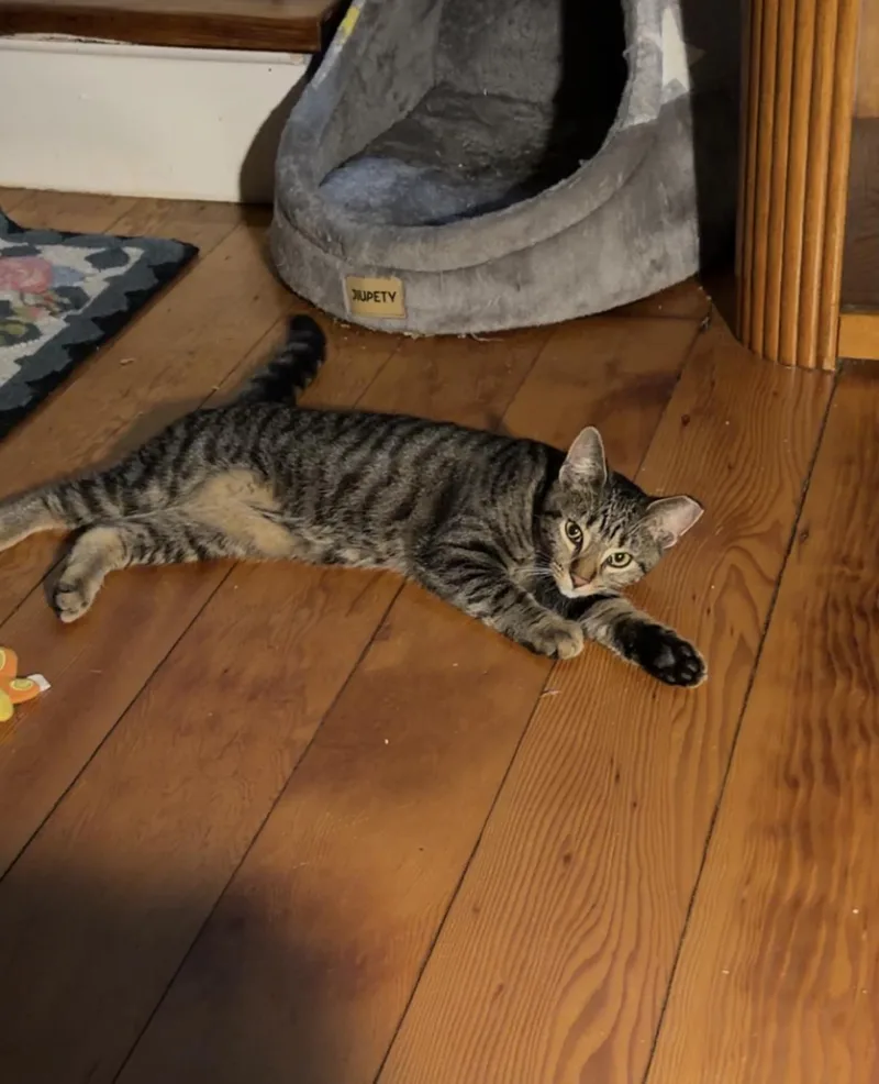 A young small-sized female Domestic Short Hair cat named Emma for adoption in Troy, MI