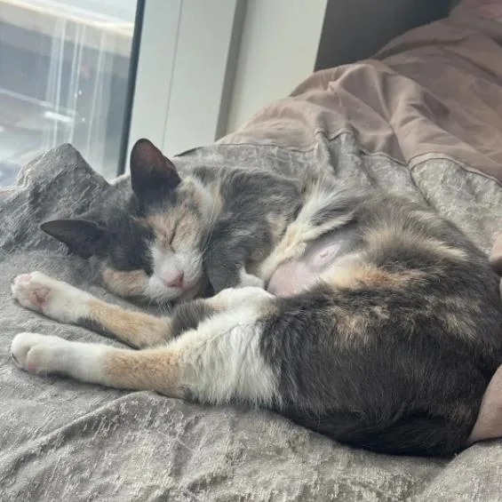 A senior large-sized female Calico Domestic Short Hair cat named Patches for adoption in Chicago, IL