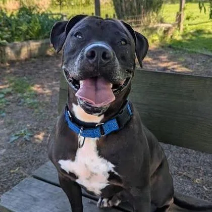 An adult medium-sized male Black Mixed Breed dog named Marley for adoption in Ashtabula, OH