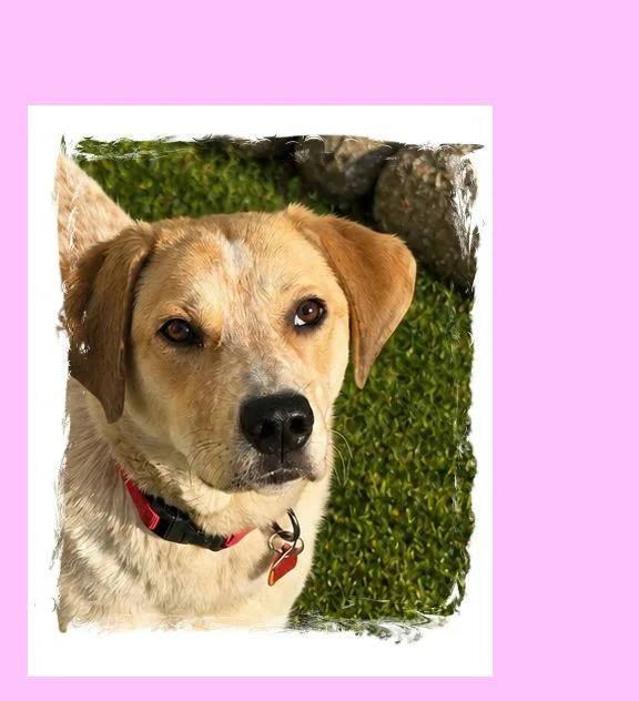 A young medium-sized female Apricot / Beige Yellow Labrador Retriever dog named Chloe for adoption in Lake Geneva, WI