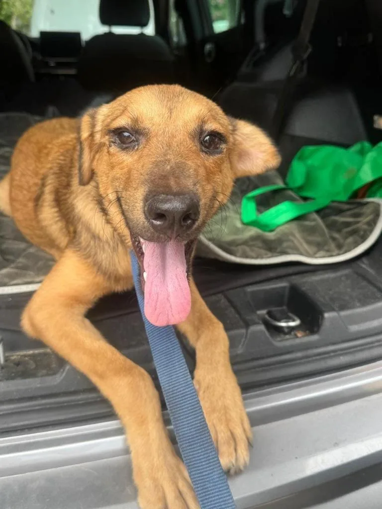 A baby medium-sized female Foxhound dog named Chiquis for adoption in San Diego, CA