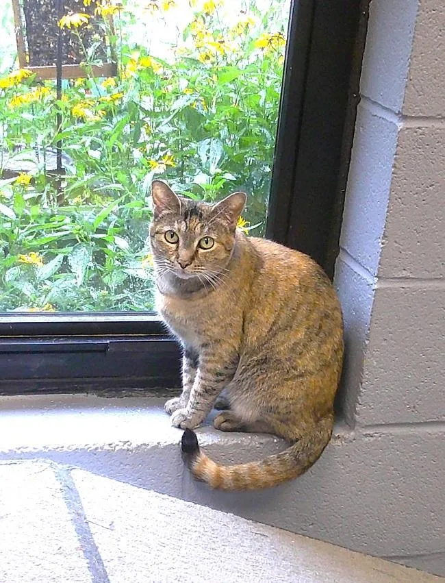 A young medium-sized female Torbie cat named Remodel for adoption in Pegram, TN