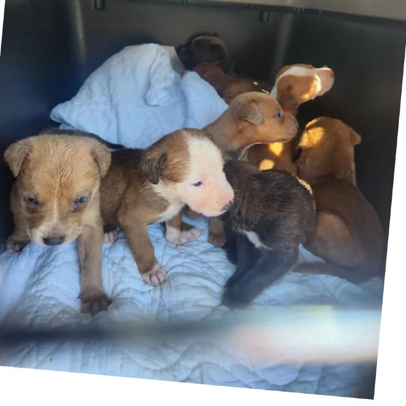 A baby medium-sized male Brown / Chocolate Mixed Breed dog named Boulder for adoption in Mocksville, NC