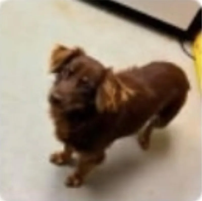 A young small-sized male Dachshund (Miniature Long Haired) dog named Smith for adoption in Zimmerman, MN