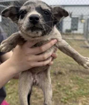 A baby medium-sized female Cattle Dog dog named Sina for adoption in Bronx, NY