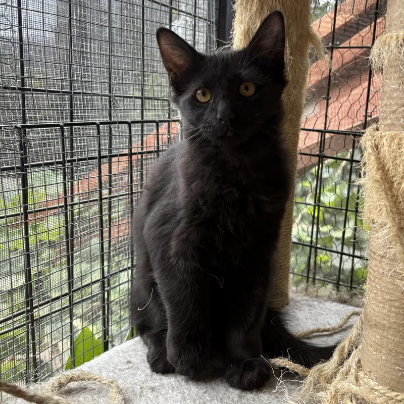 A baby medium-sized male Black Domestic Medium Hair cat named Kalamata for adoption in La Canada, CA
