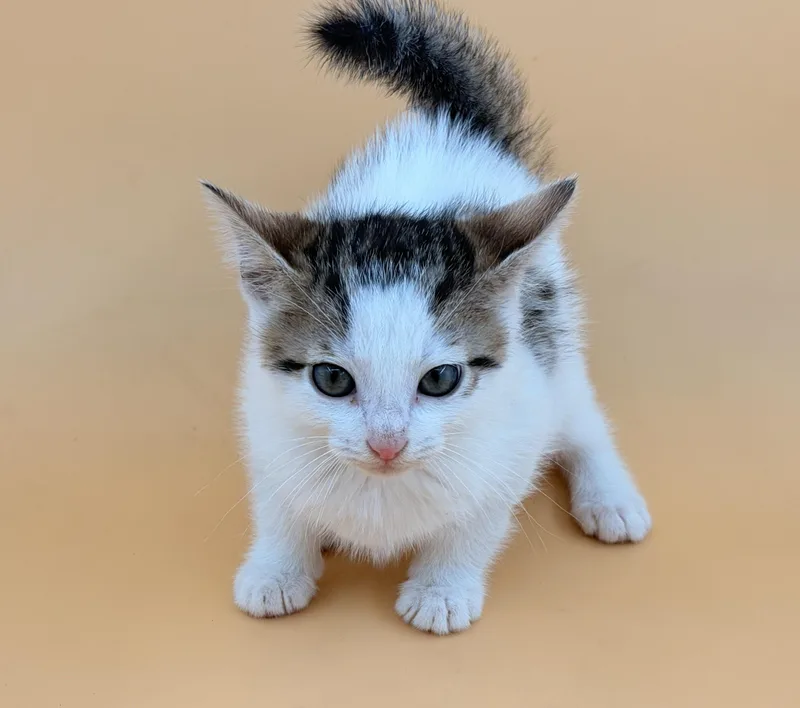 A baby small-sized male Domestic Short Hair cat named Wrangler for adoption in Dahlonega, GA