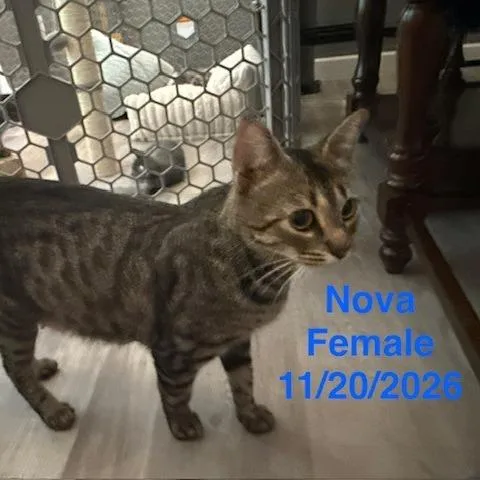 A young large-sized female Domestic Short Hair cat named Nova for adoption in League City, TX