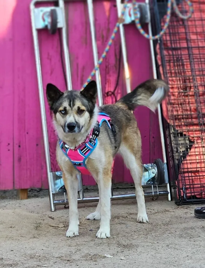 Viktoria thumbnail 4