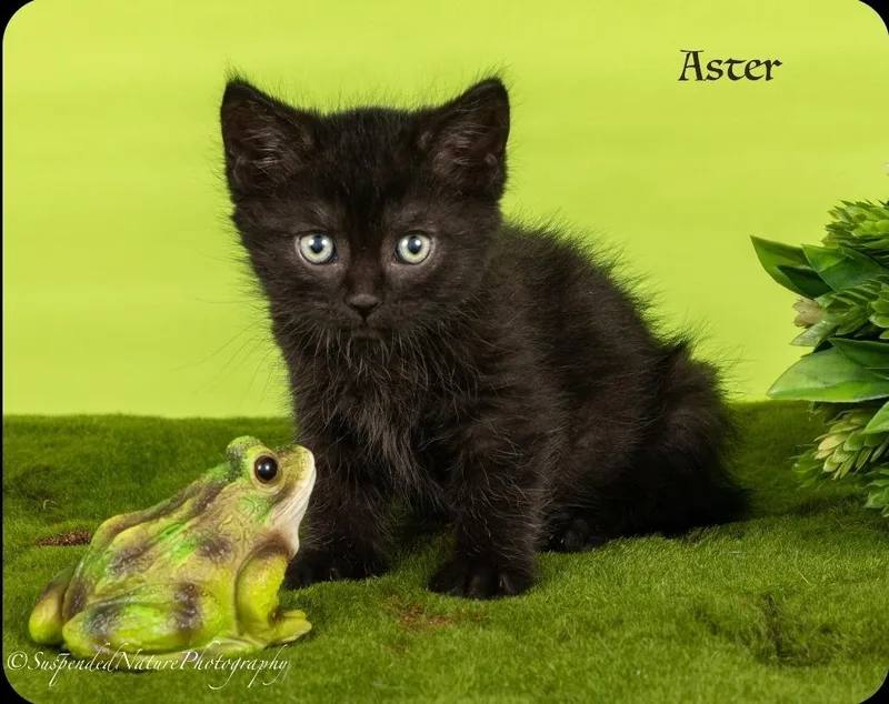 Aster