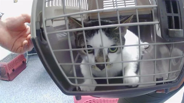 An adult medium-sized female Domestic Medium Hair cat named Sparky for adoption in Charlotte, NC
