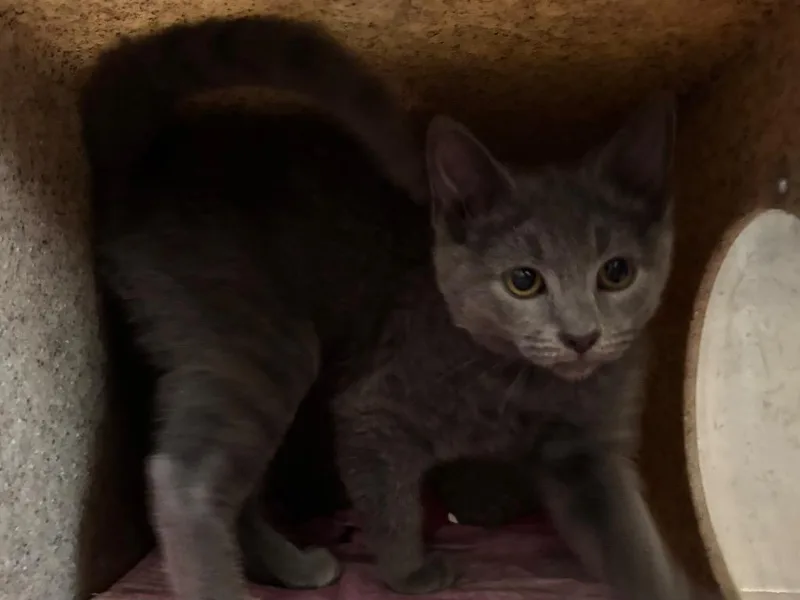 A baby small-sized female Domestic Short Hair cat named Kinsley for adoption in Powell, OH