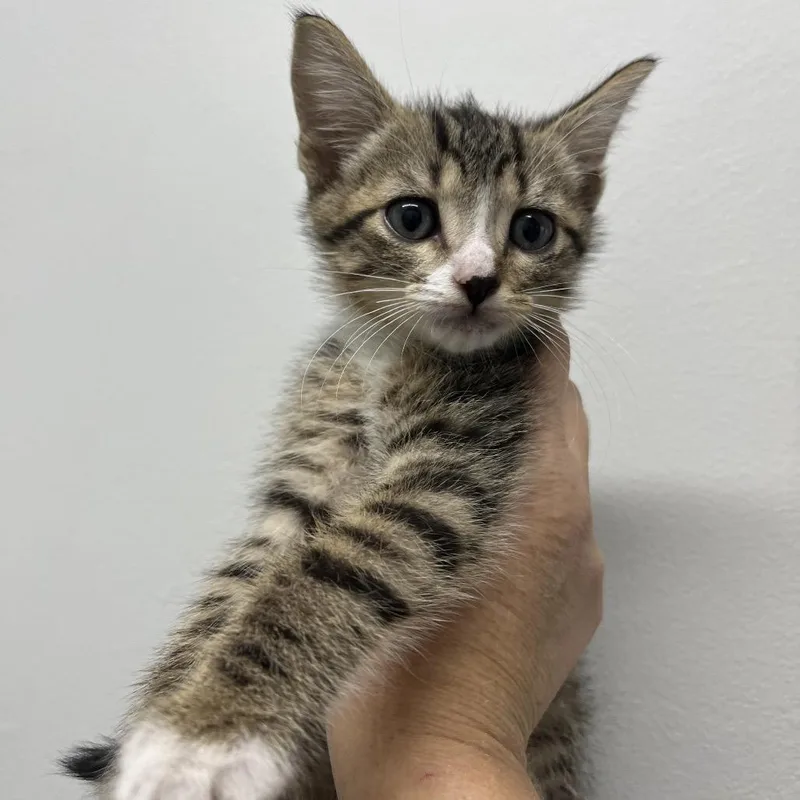 A baby small-sized male Brown / Chocolate Domestic Short Hair cat named HC Boy for adoption in Fairfax Station, VA